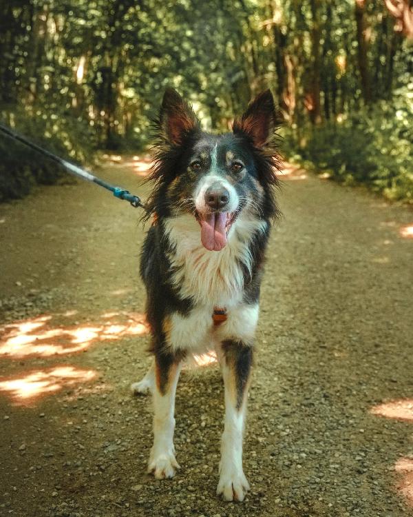 Mila, Splendida Border Collie